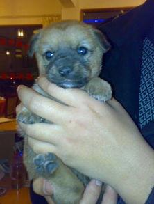 小胖狗图片,小胖狗的可爱瞬间